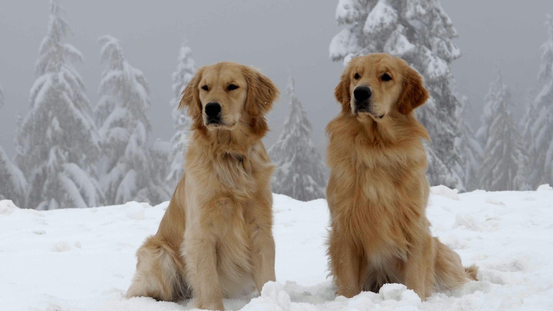 Snow Buddies