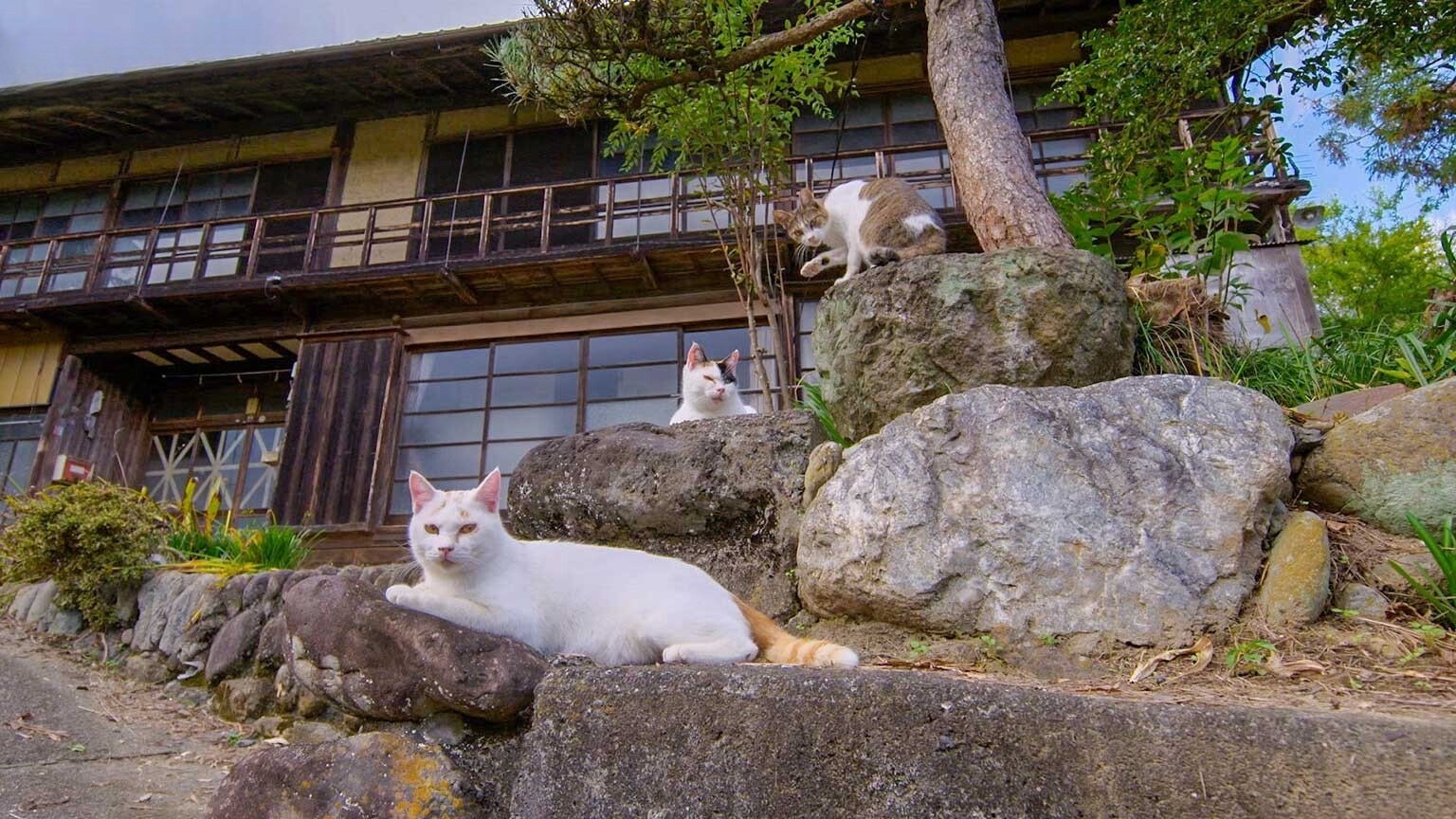 A Cat's-Eye View of Japan - Épisode 8
