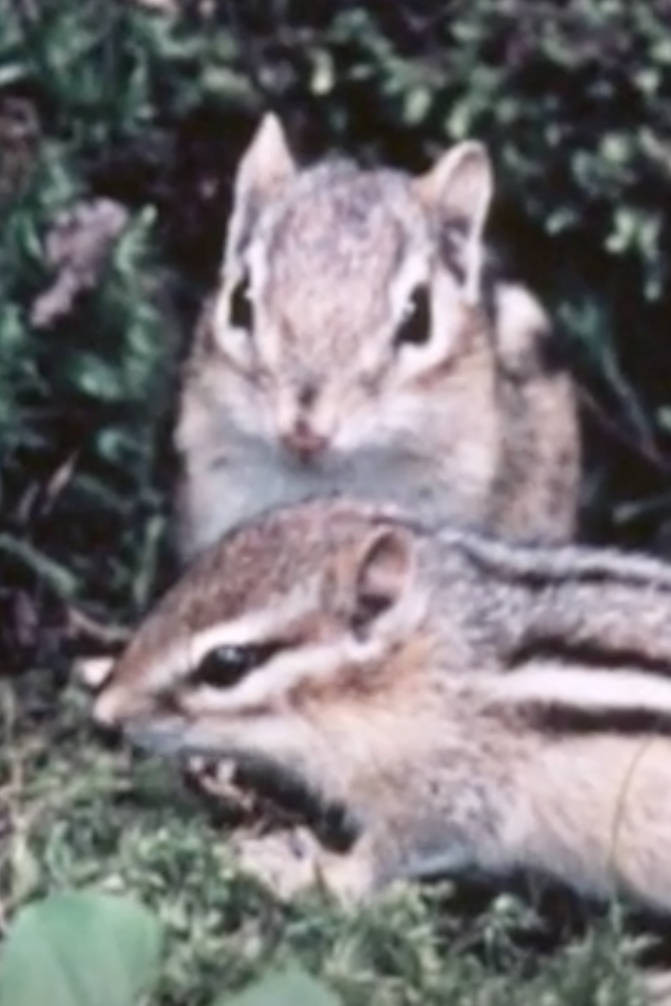 Adventures Of A Chipmunk Family Poster