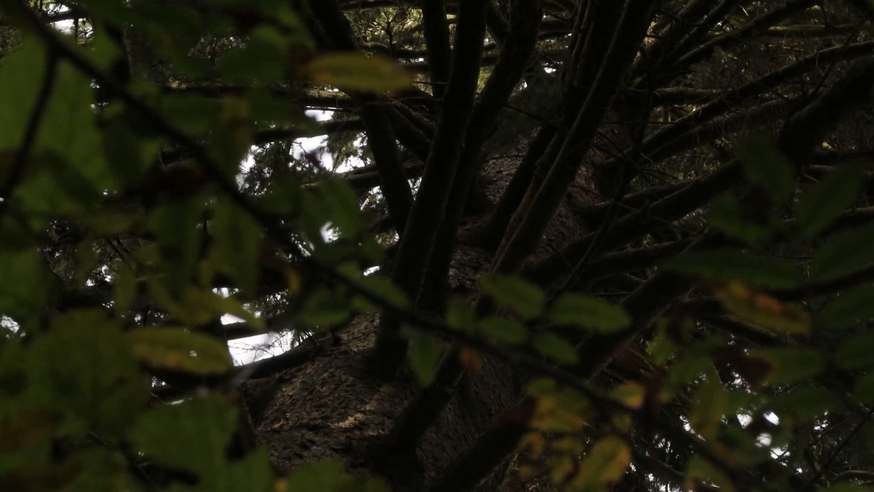 A Big Tree Makes Way For A Nice Shade
