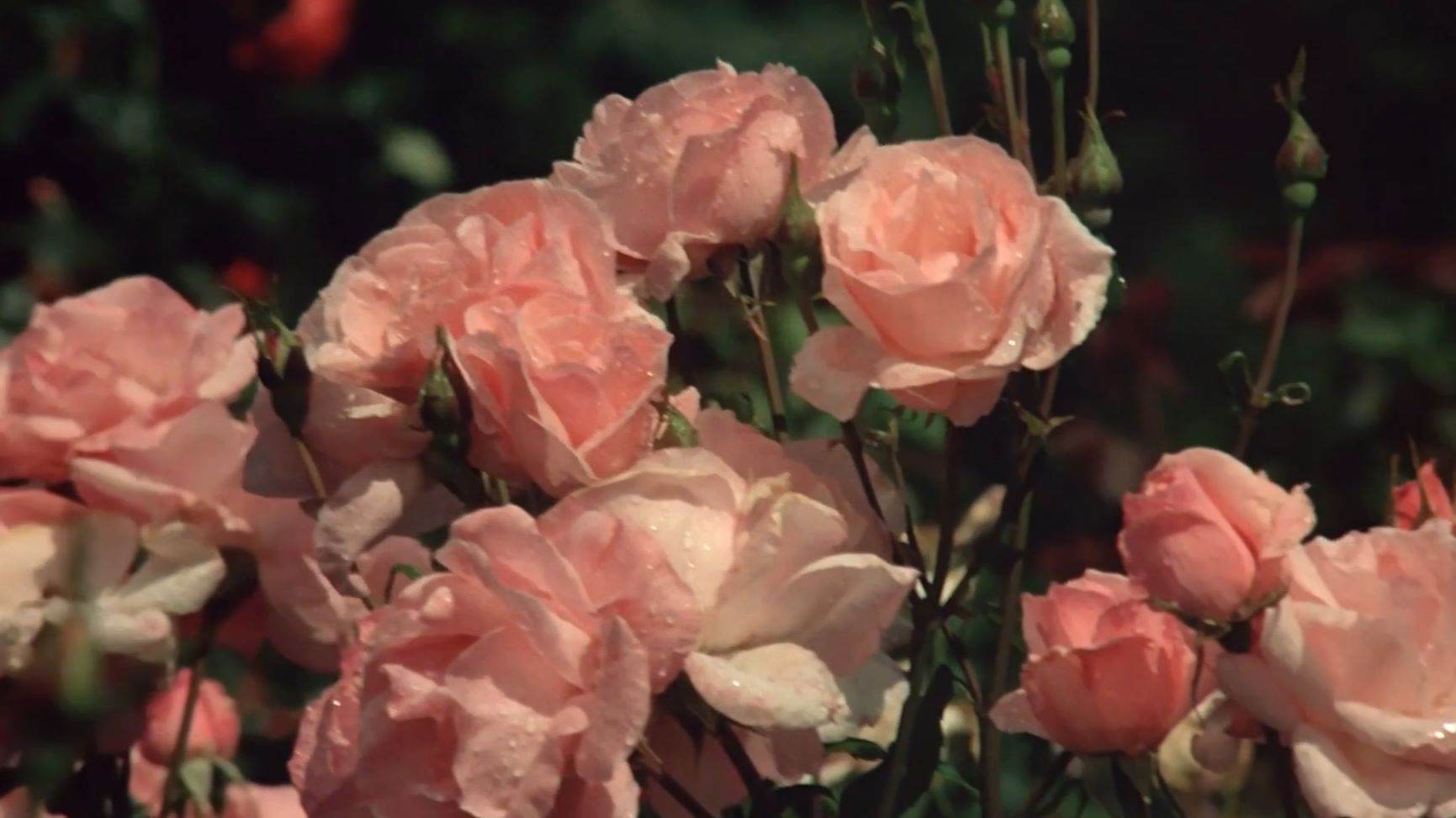 The Demise of Father Mouret