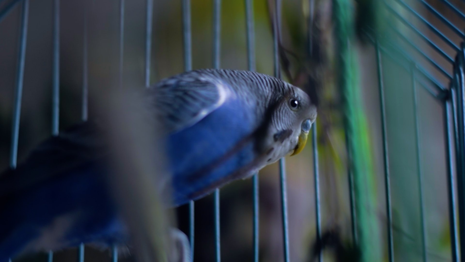 Just Like A Bird (2021)