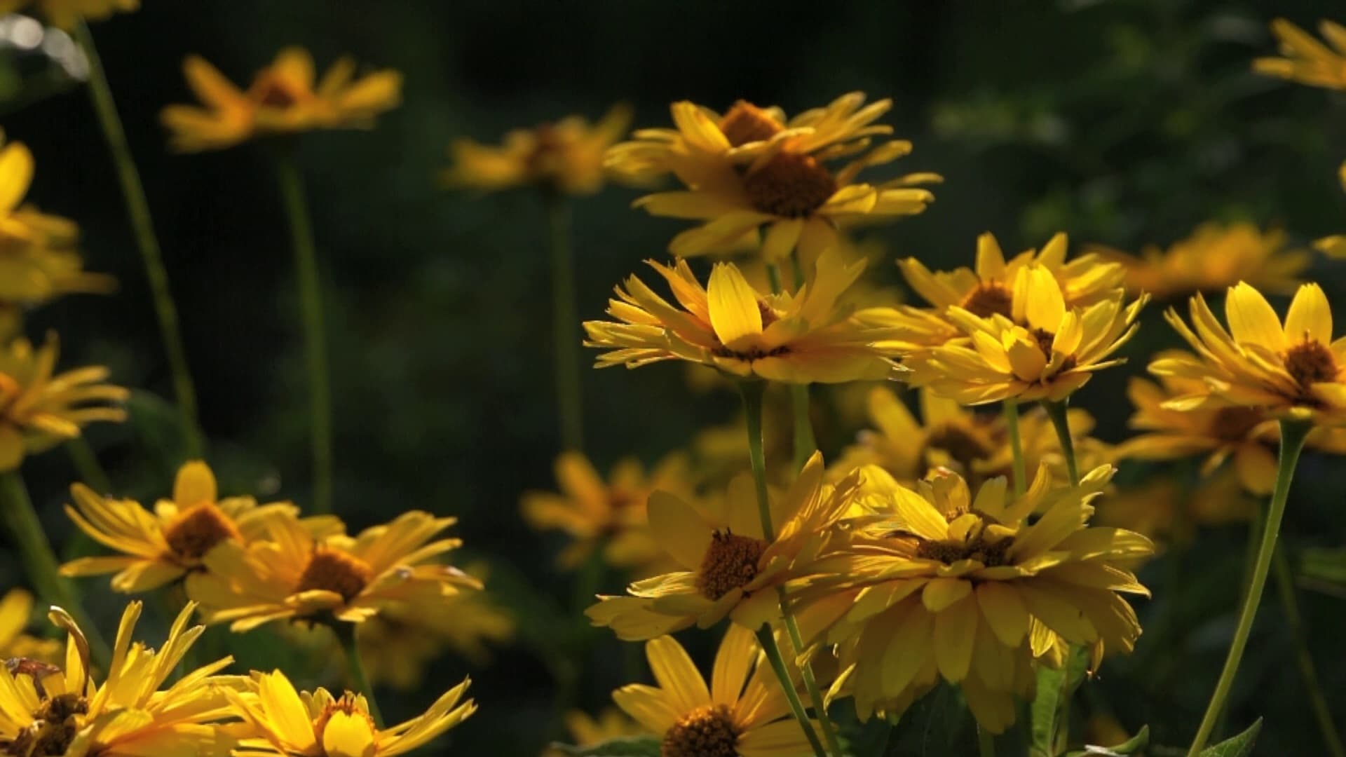 BluScenes: Flowering Gardens (2011)