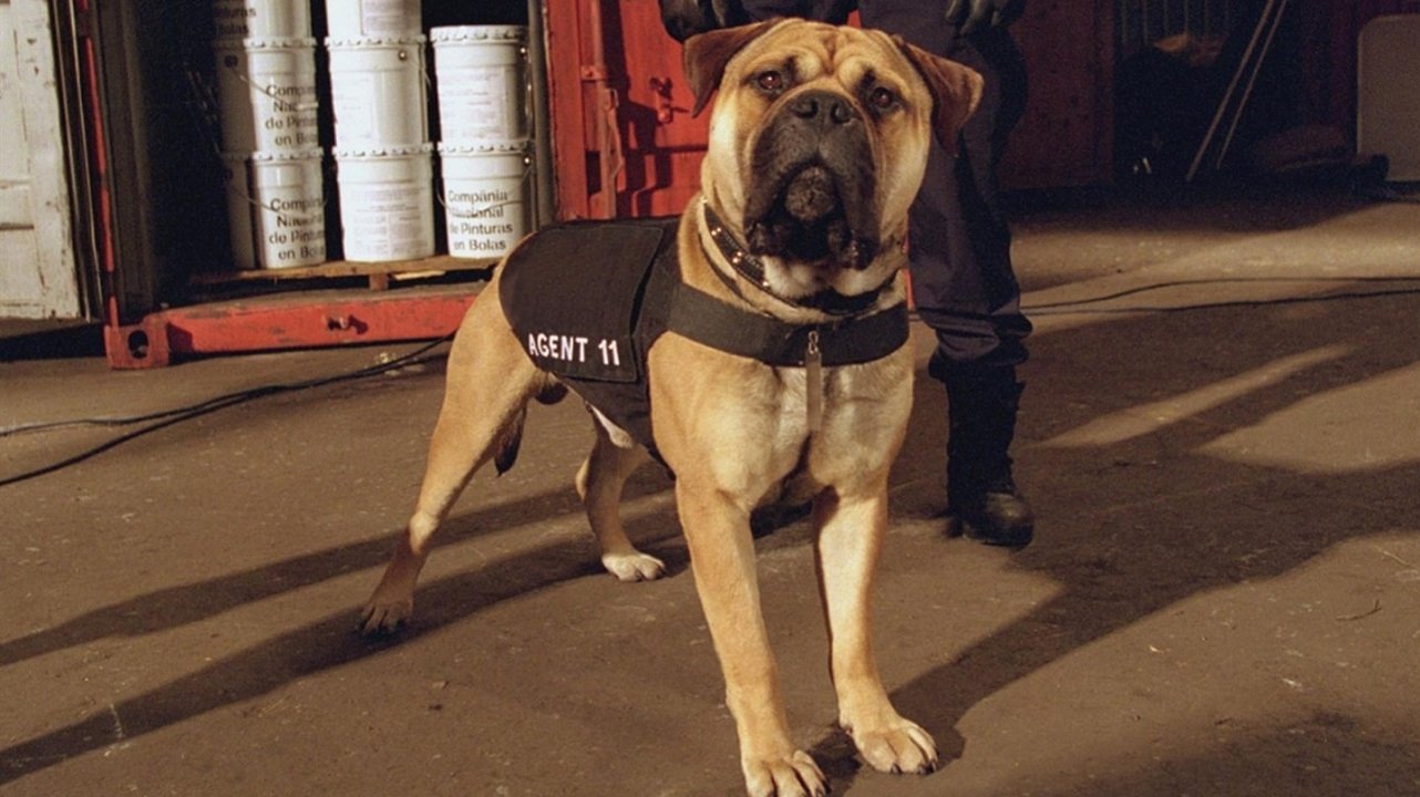 See Spot Run (2001)