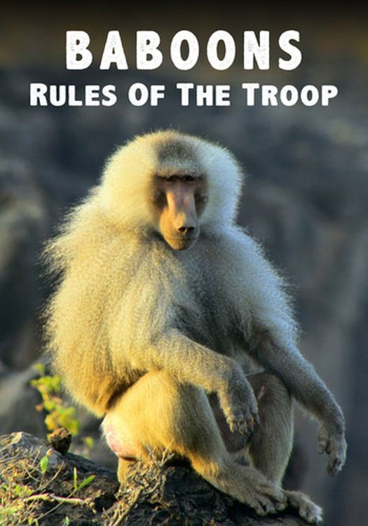 Reglas de la tropa de babuinos (Baboons: Rules of the Troop)