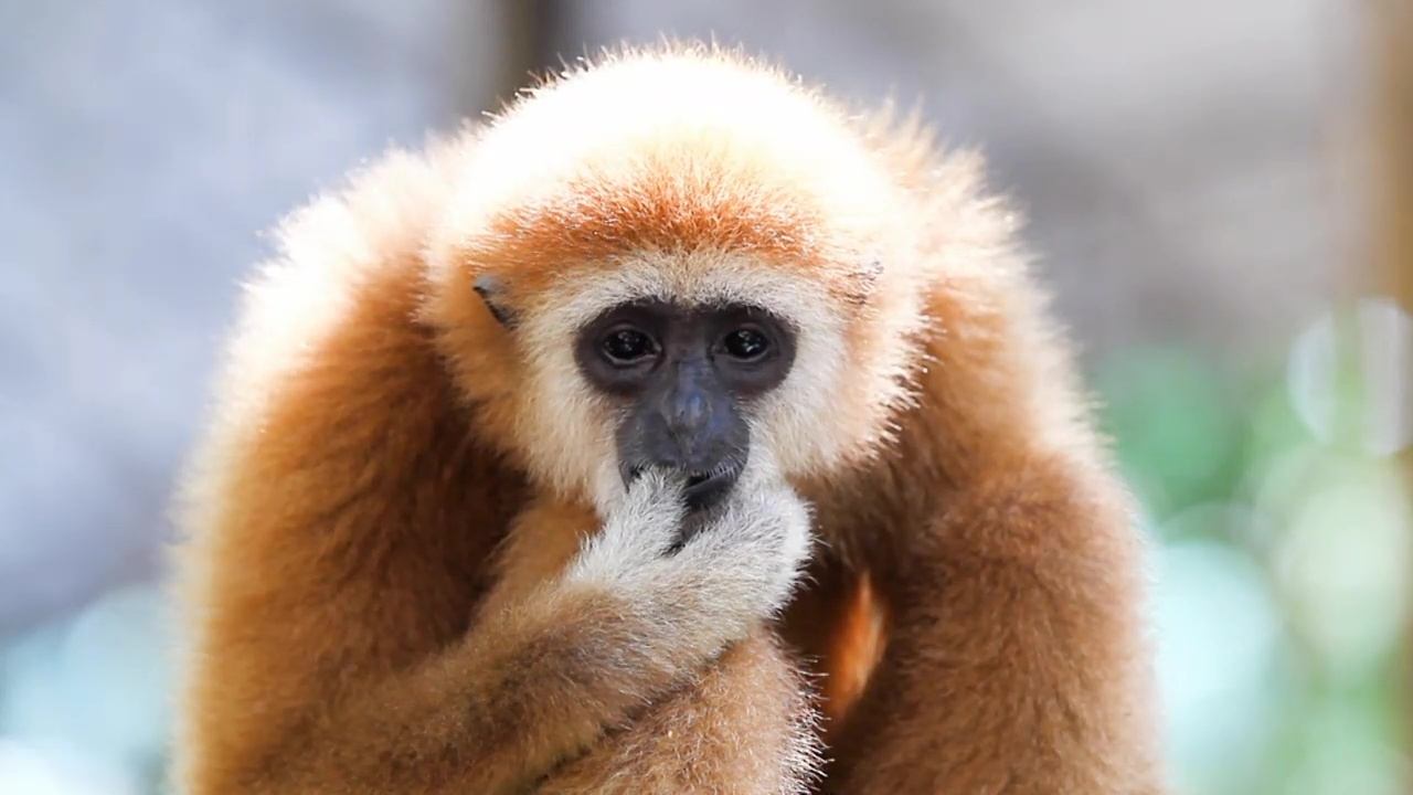 72 Dangerous Animals: Asia