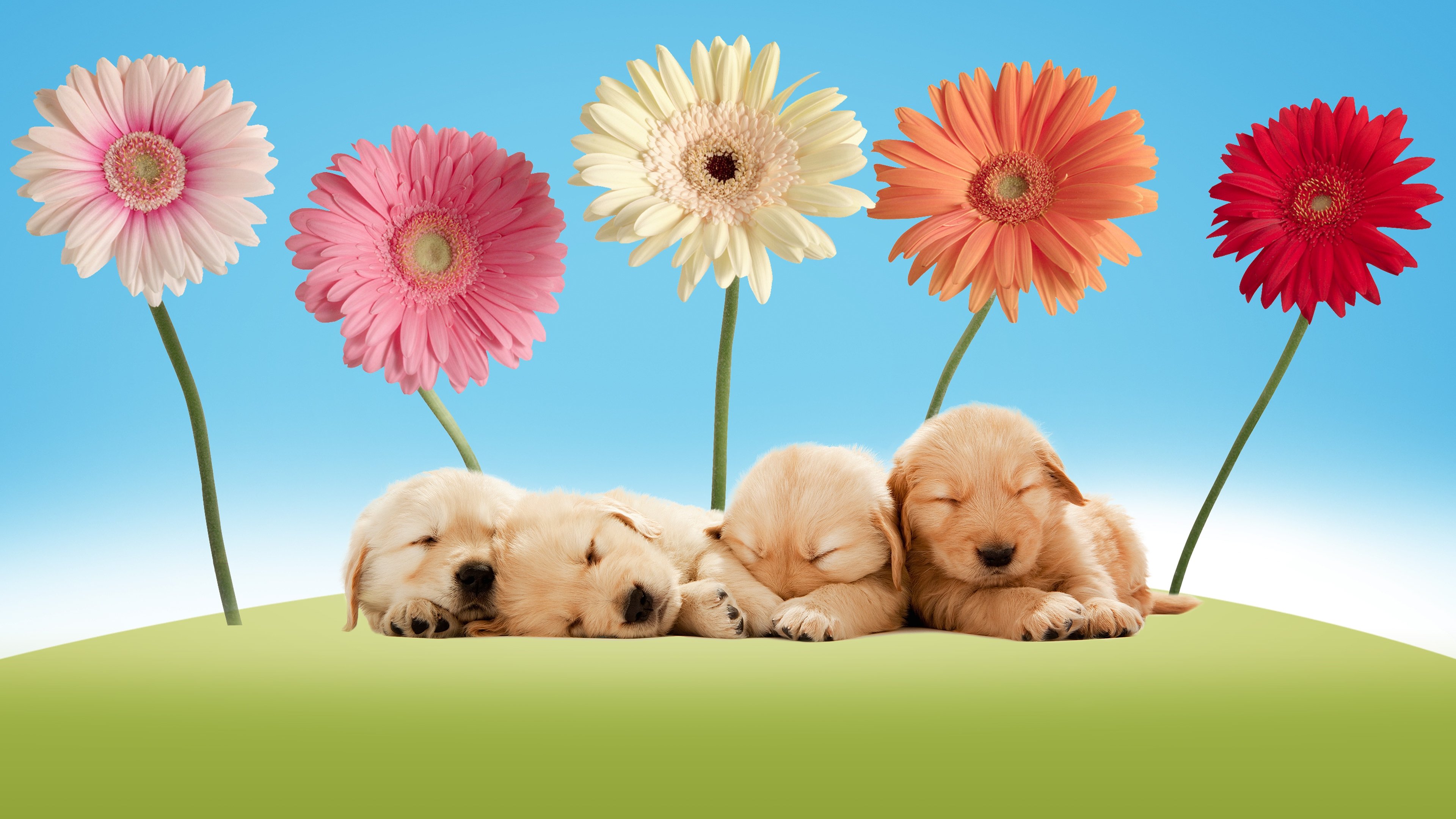 America's Cutest poster