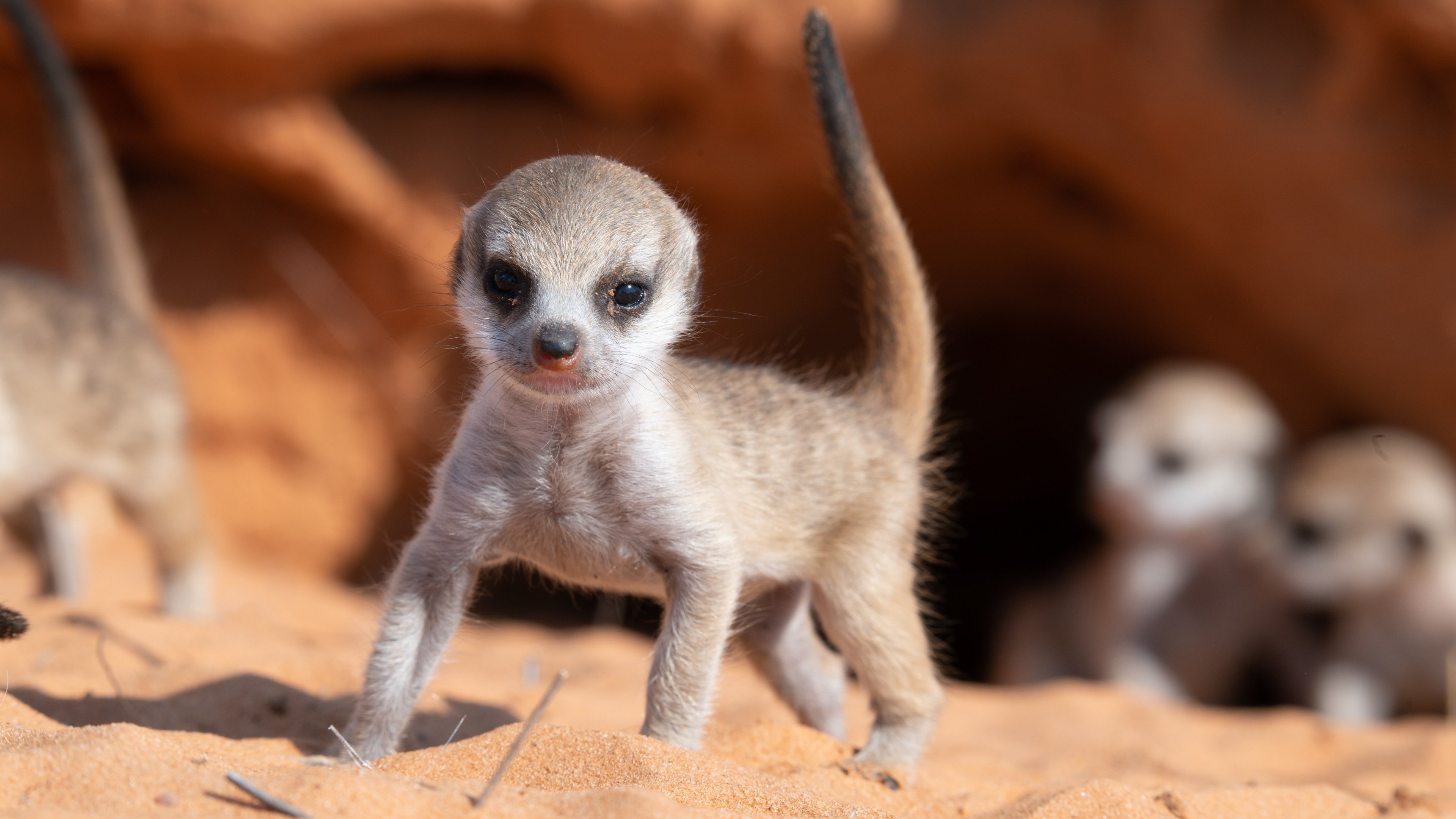 Meet The Meerkats