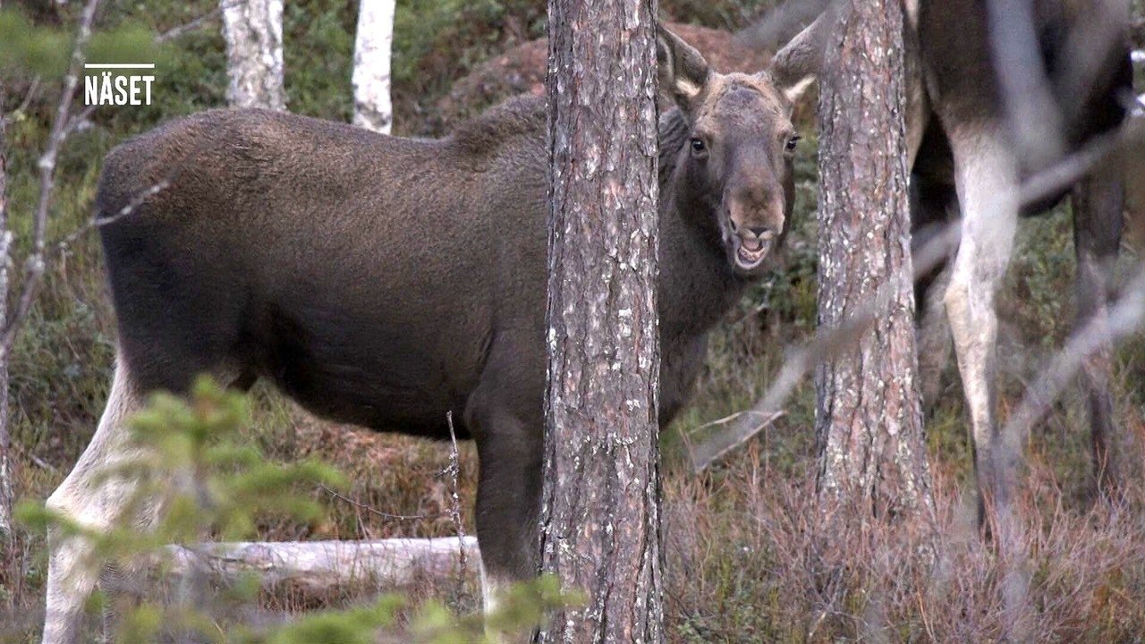 Den stora älgvandringen