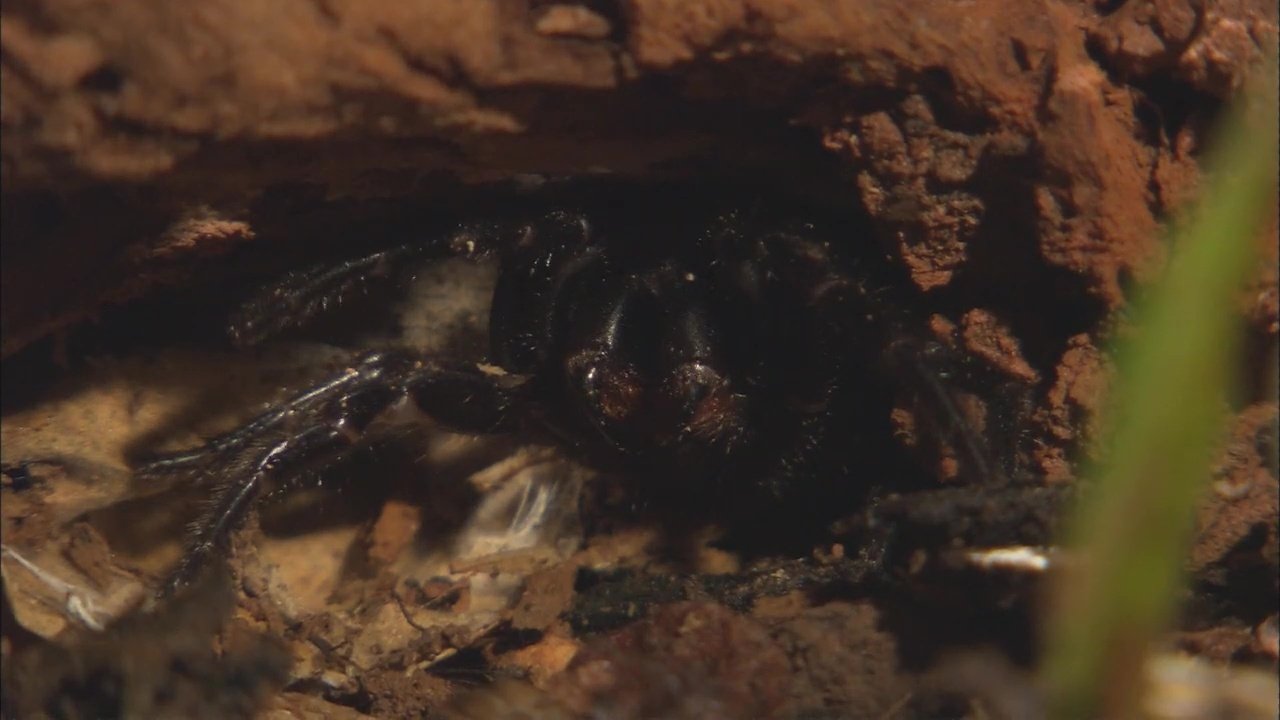 72 Dangerous Animals: Australia