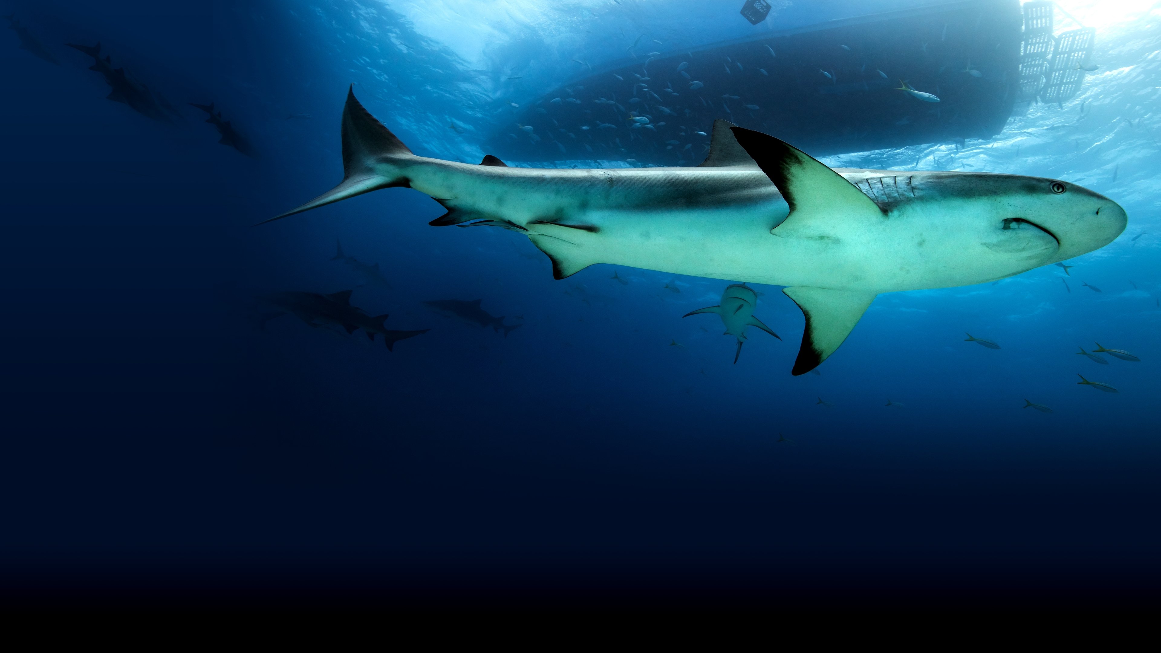 Saved From a Shark (2023)