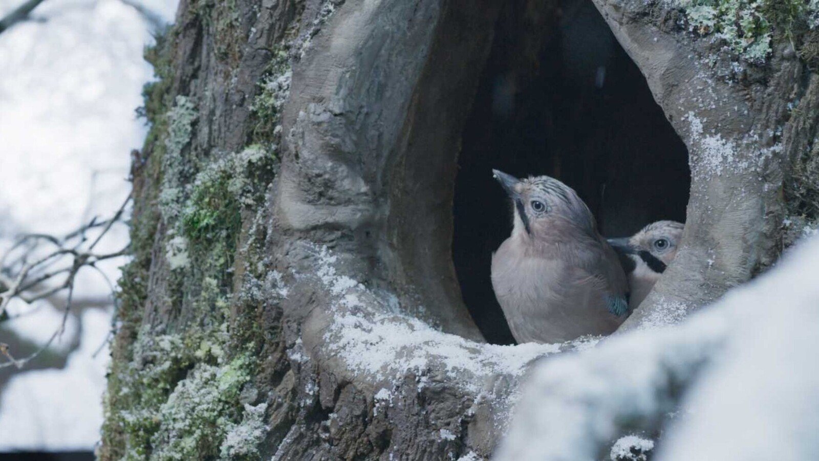 Image du film Le chêne qhy3l2v5wnc0sikzahkpcogddovjpg