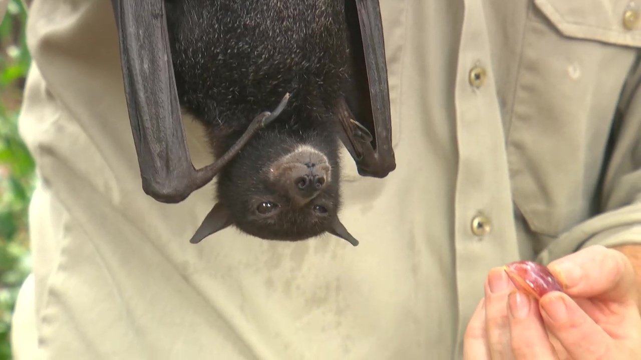 72 Dangerous Animals: Australia