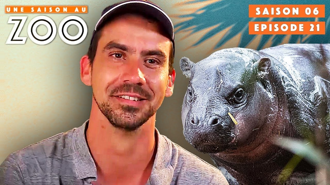 Une saison au zoo - Un nouvel Hippo Nain Mâle Ziama arrive au Zoo !