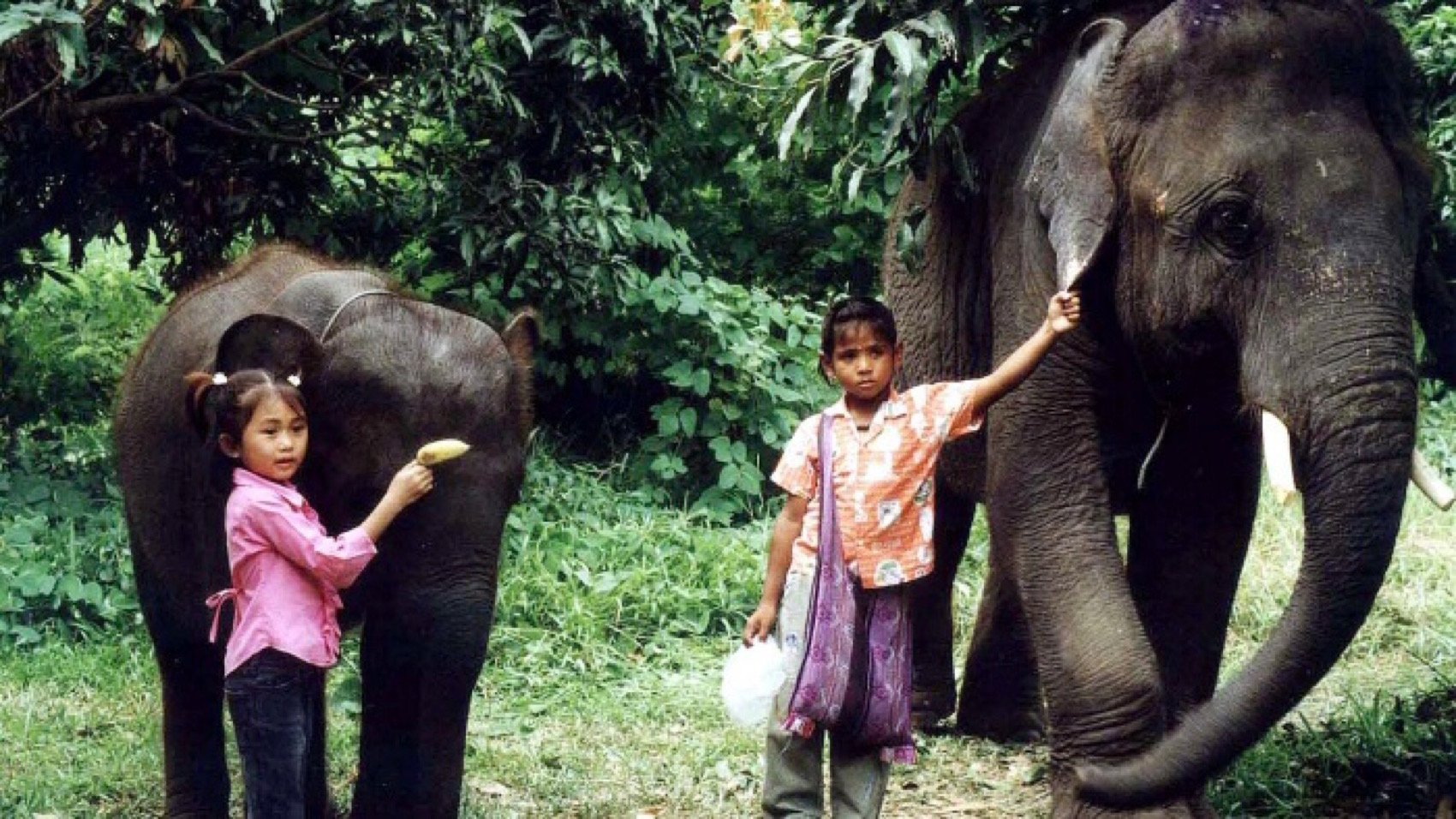 The Elephant Boy (2003)