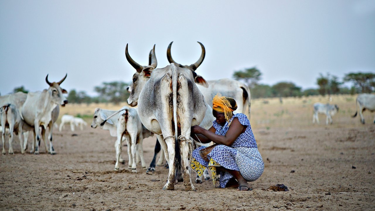 The Milk System (2018)