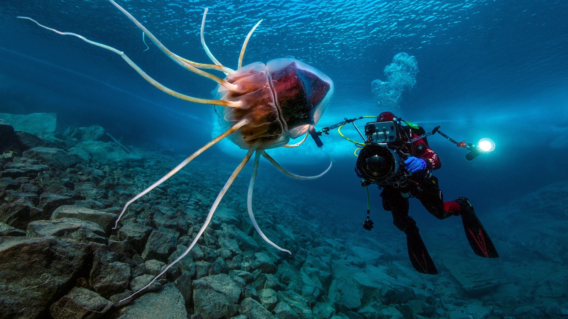 The Deep Med (2020)