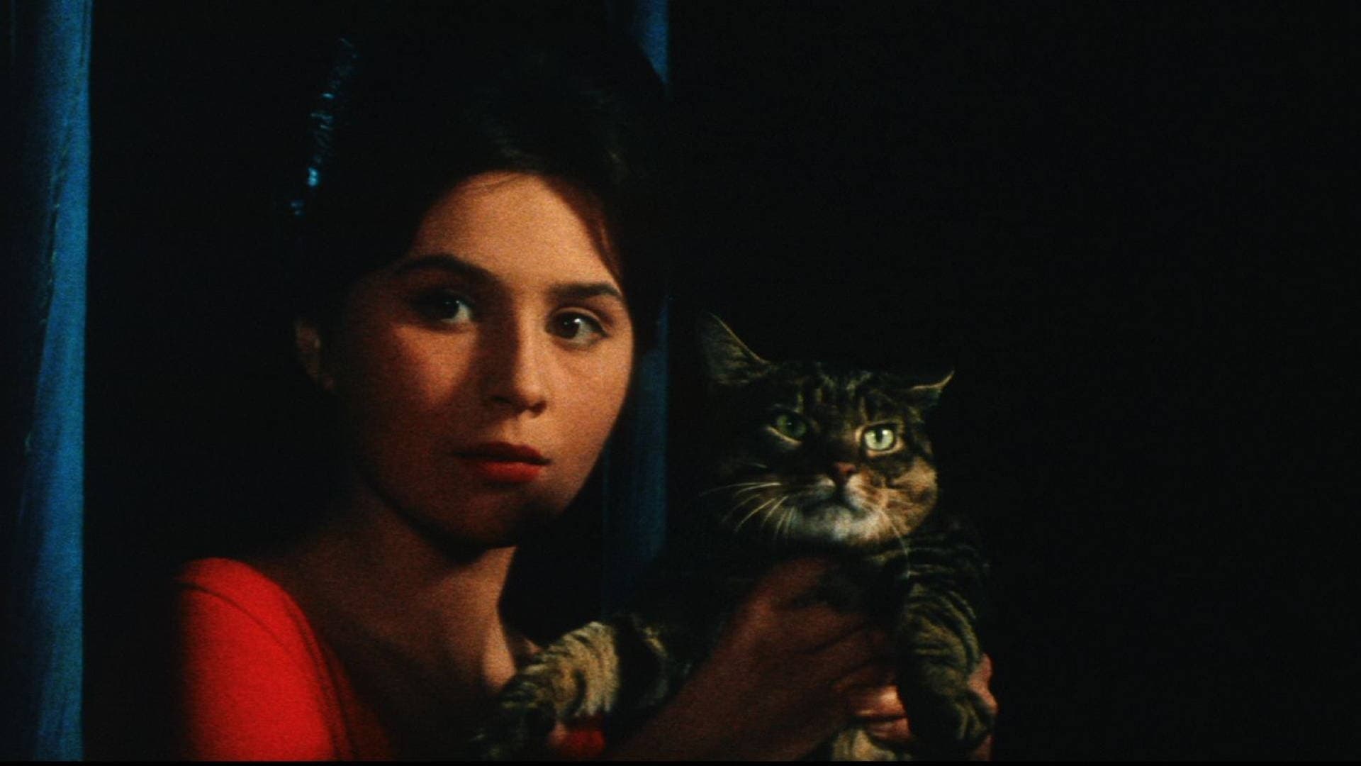 Image du film Un Jour Un Chat qsyp8j9snkudwh6crsodytmdxotjpg