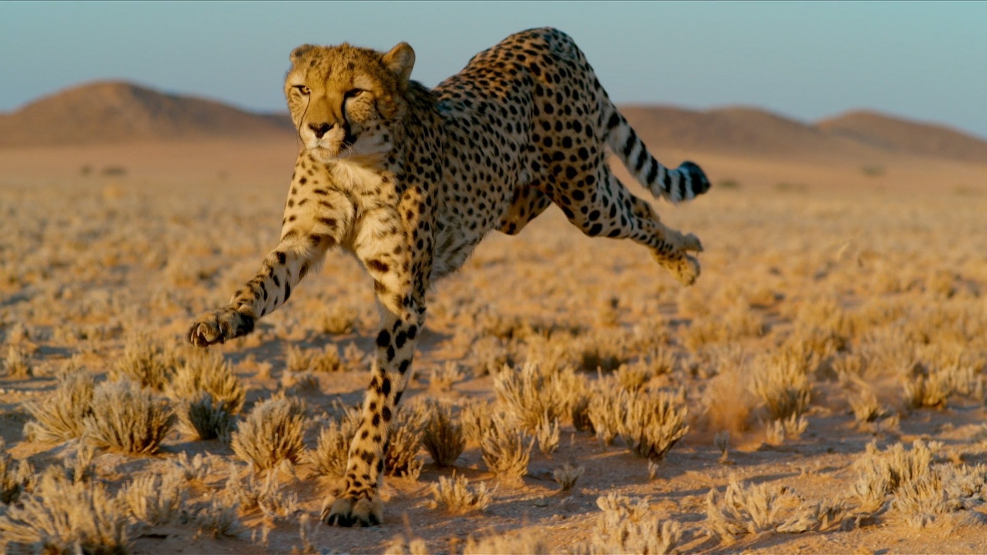 Big Cats