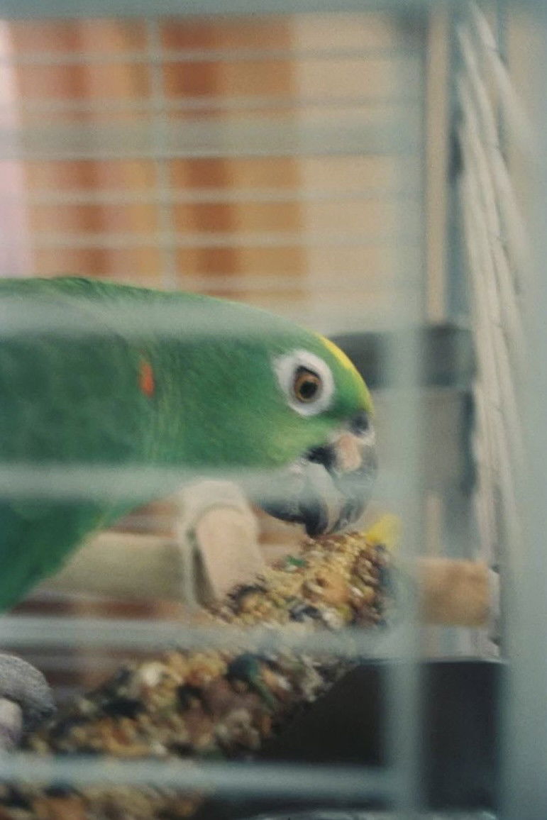 et billede af Mr. Meeseeks