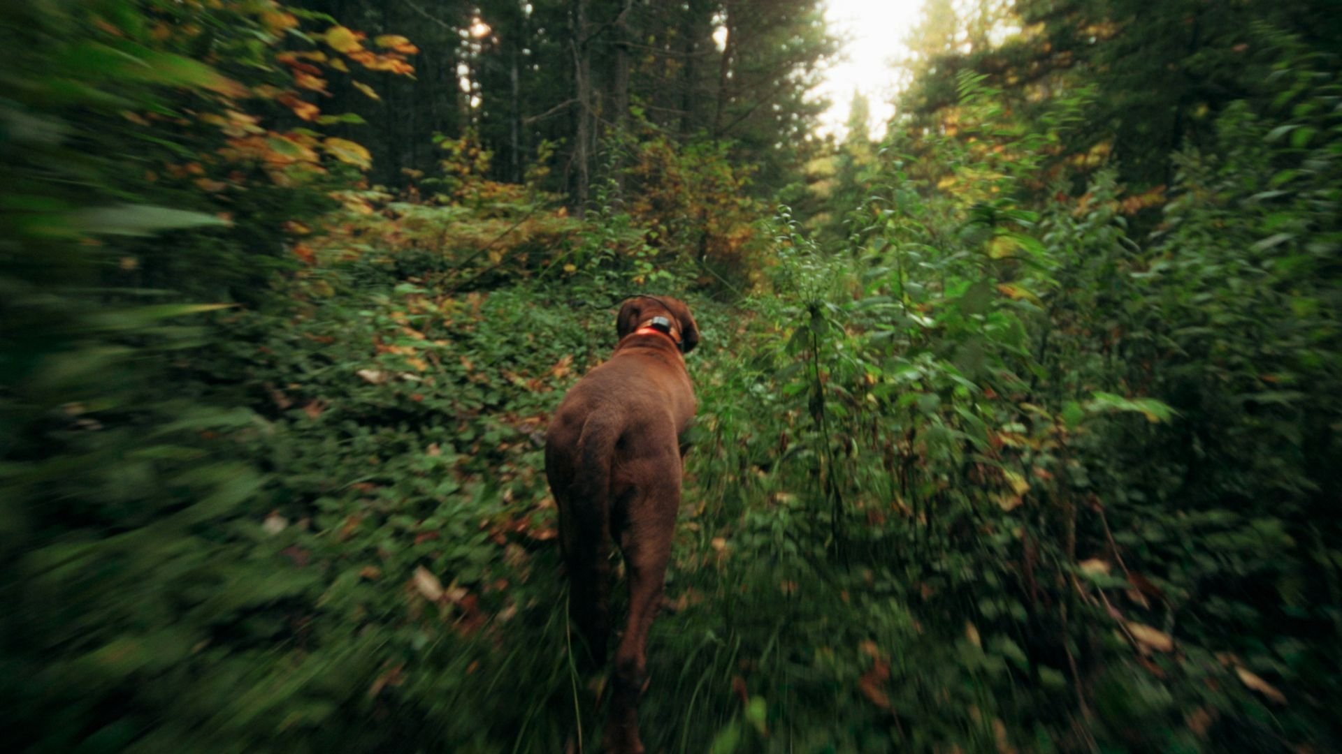 Bloodhound Dog (2024)