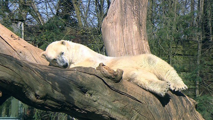 Une saison au zoo