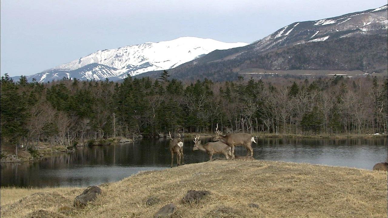 Wild Hokkaido!