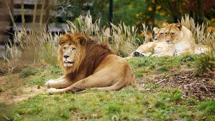 Un zoo à Paris - Le rocher des lions