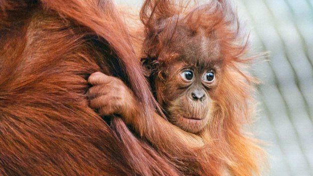 The Secret Life of the Zoo