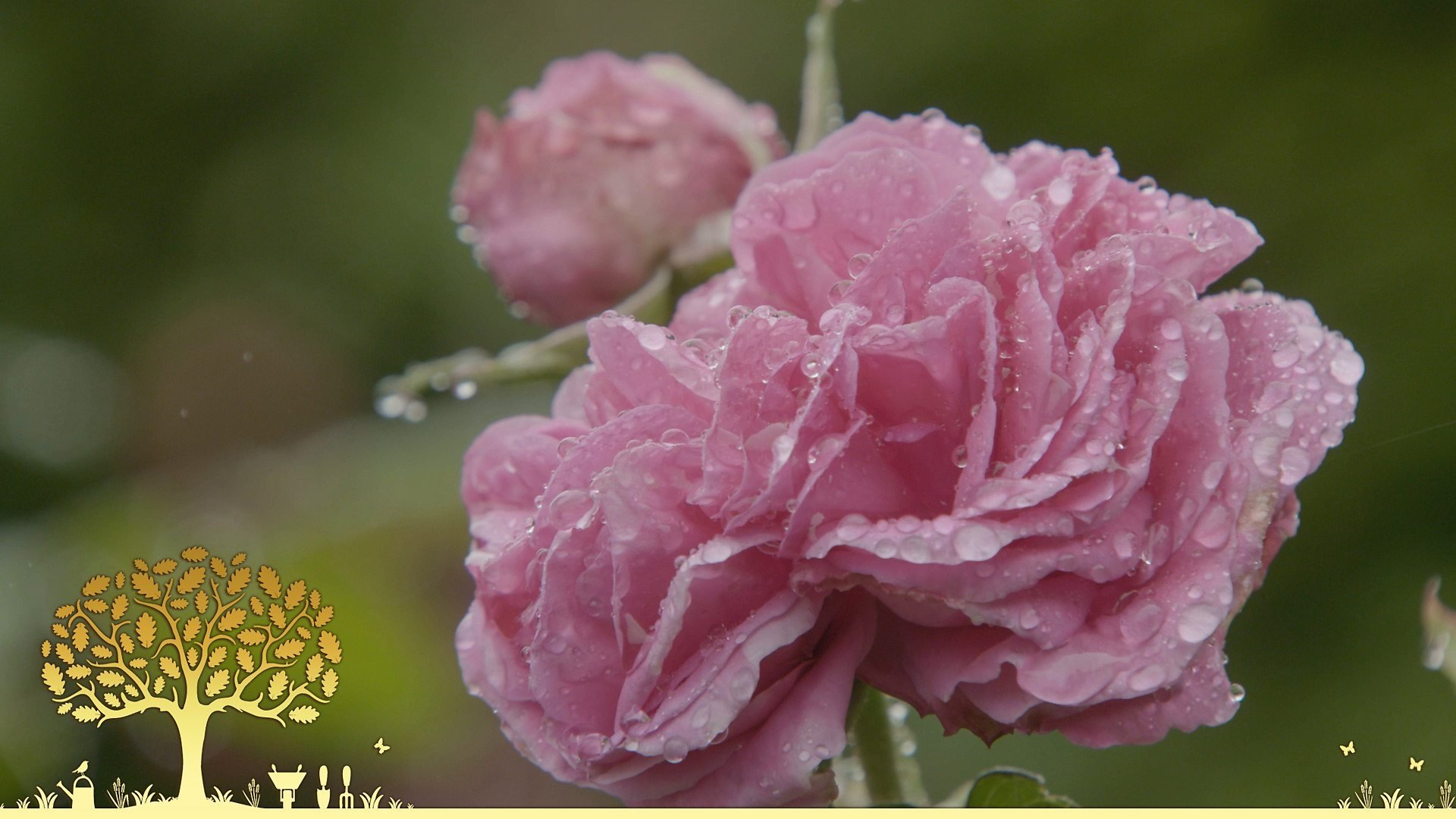 Gardeners' World 54x17