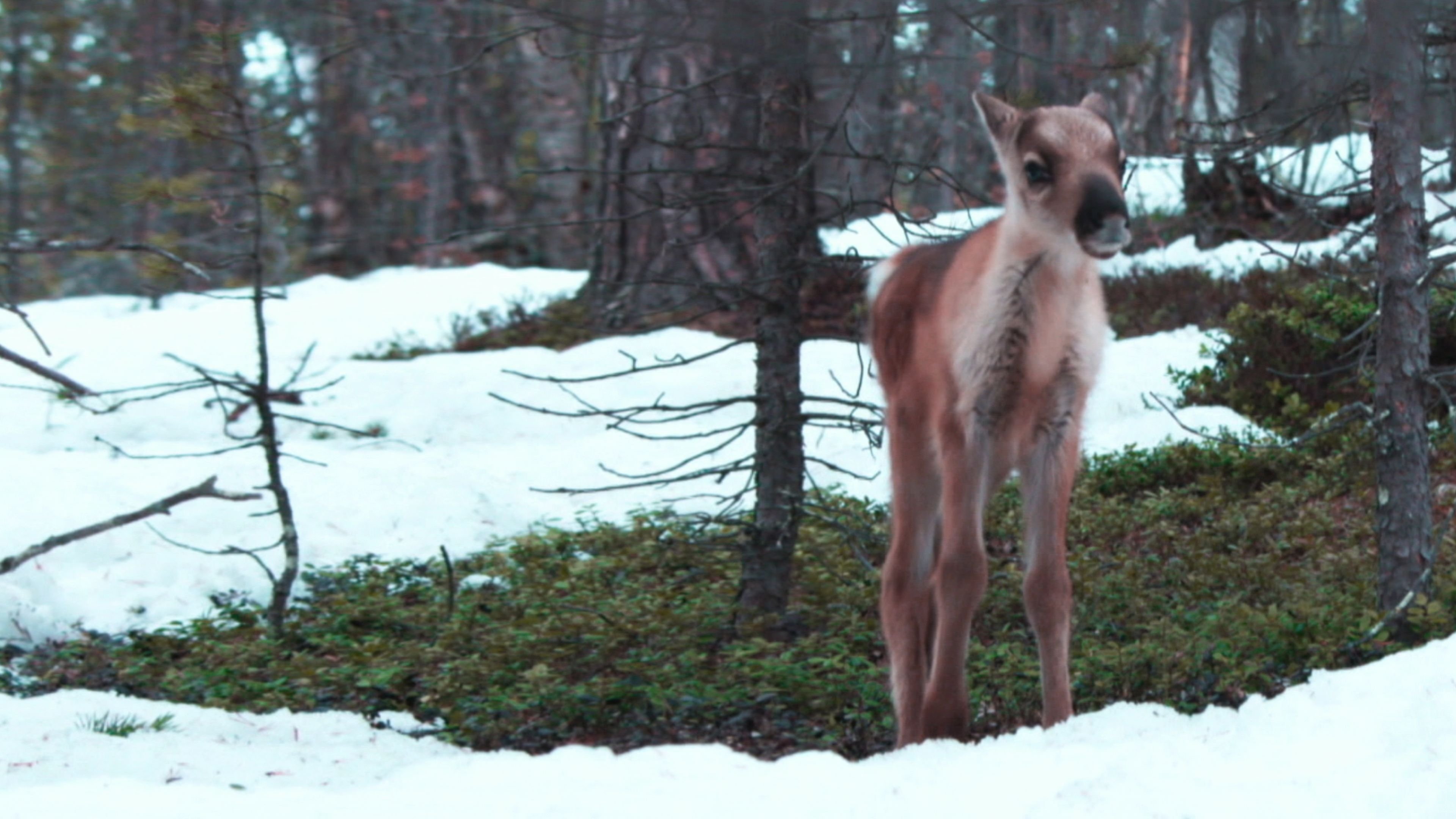 Image du film Aïlo : une odyssée en Laponie qf13ux4njz9rs4aoke24el4vtxxjpg