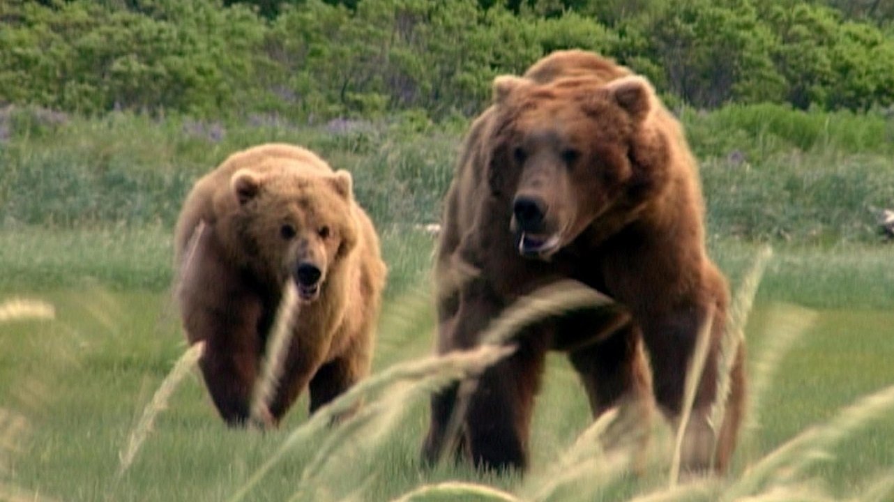 Image du film Grizzly Man qfdqpndur9ekjqti5jm1racuhybjpg