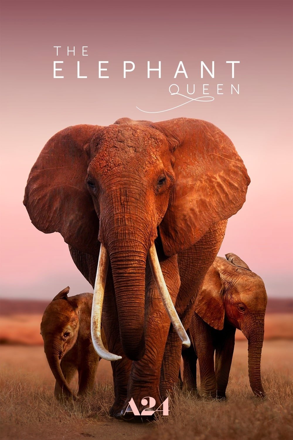 The Elephant Queen