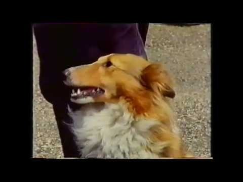 Training Dogs the Woodhouse Way - Épisode 5