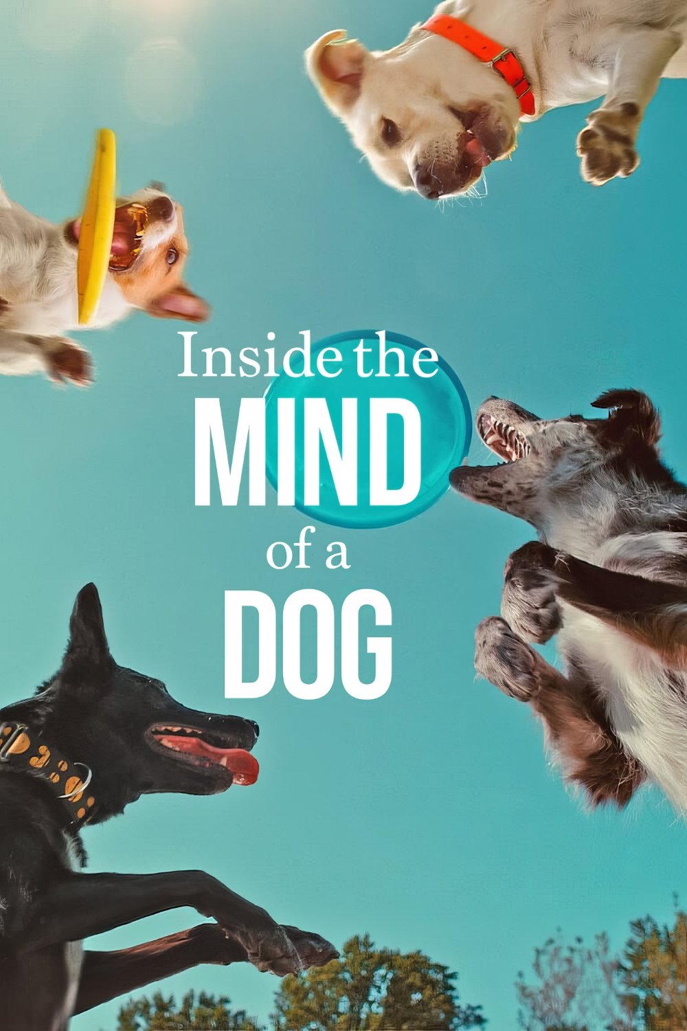 Inside the Mind of a Dog