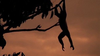 Thumbnail for Battle In The Treetop Season 1 Episode 3