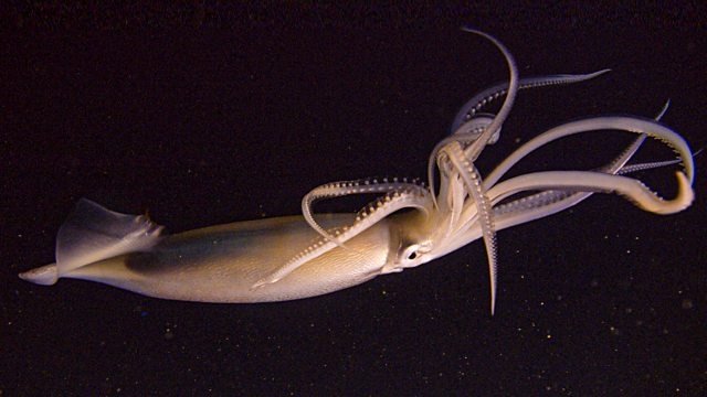 Thumbnail for Giants of the Antarctic Deep Season 1 Episode 4