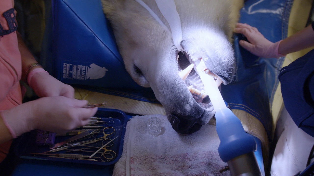 Arctic Vets S02E01 backdrop