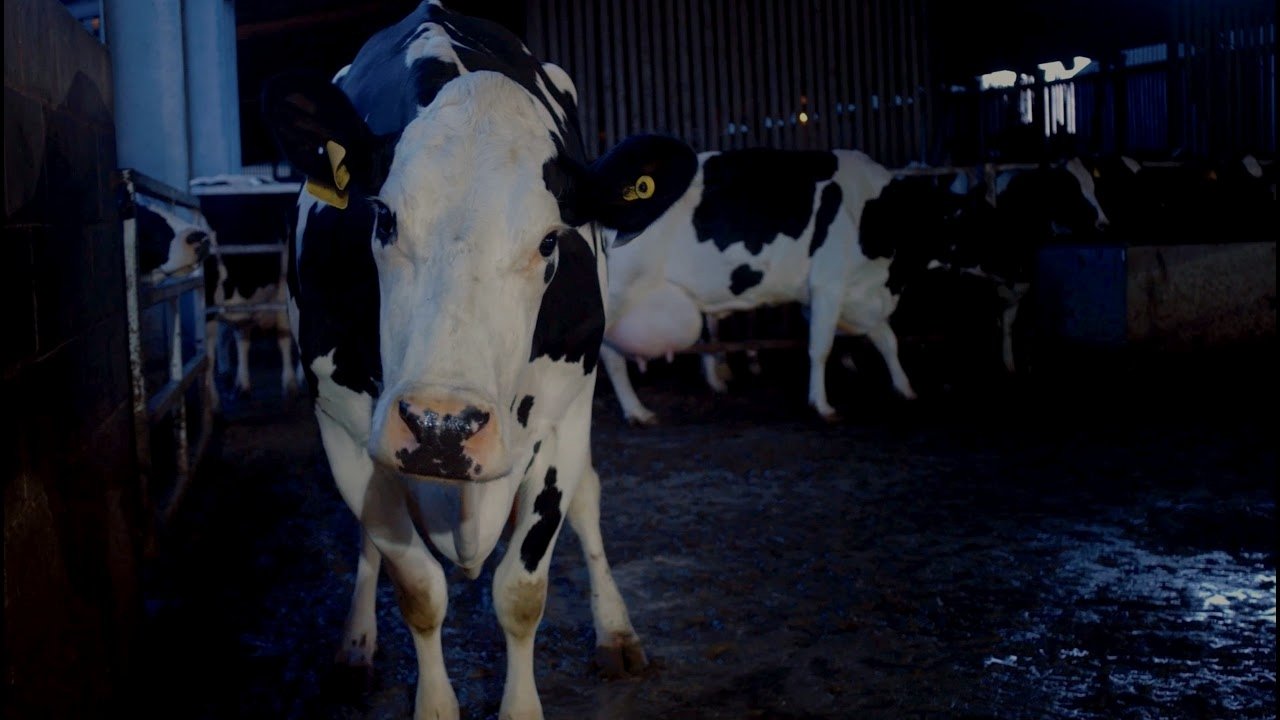 Image du film Cow qp0v5hab0q196czqkjvi2h1etizjpg