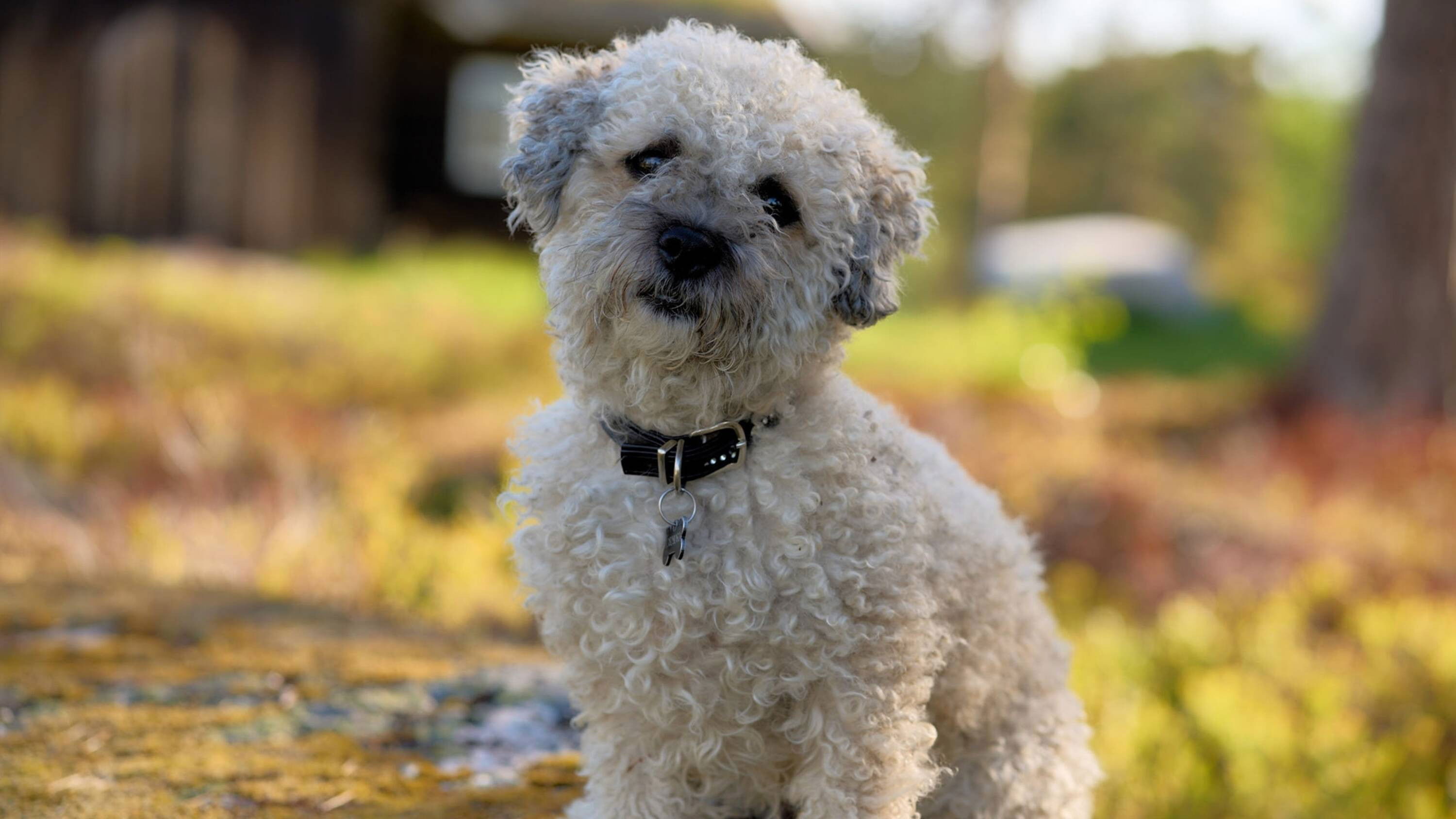 Fra bølle til bestevenn - Épisode 1