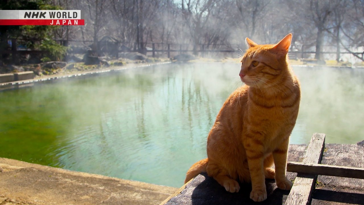 A Cat's-Eye View of Japan - Épisode 23