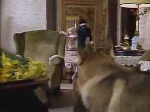 The Littlest Hobo