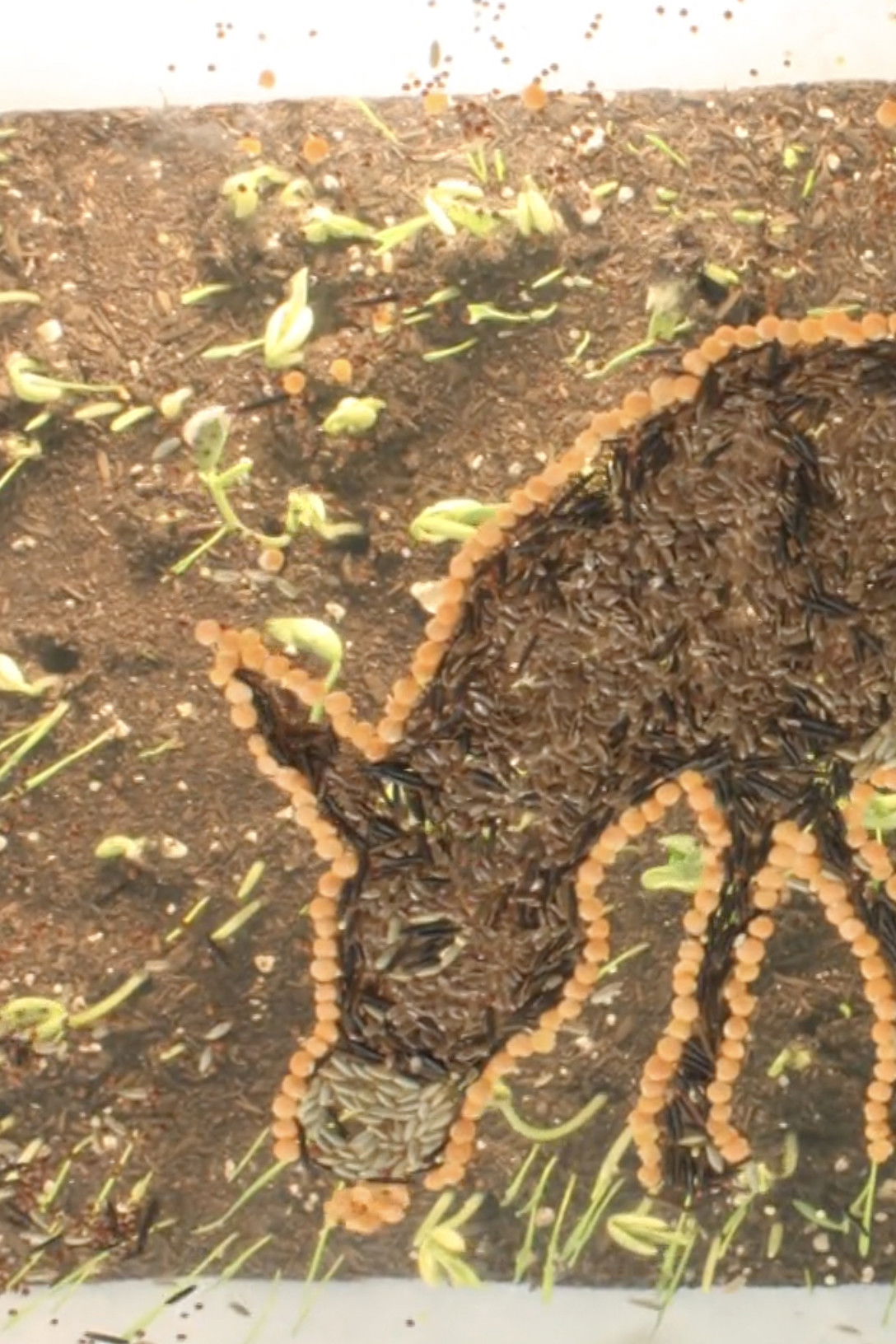 Poster for The River