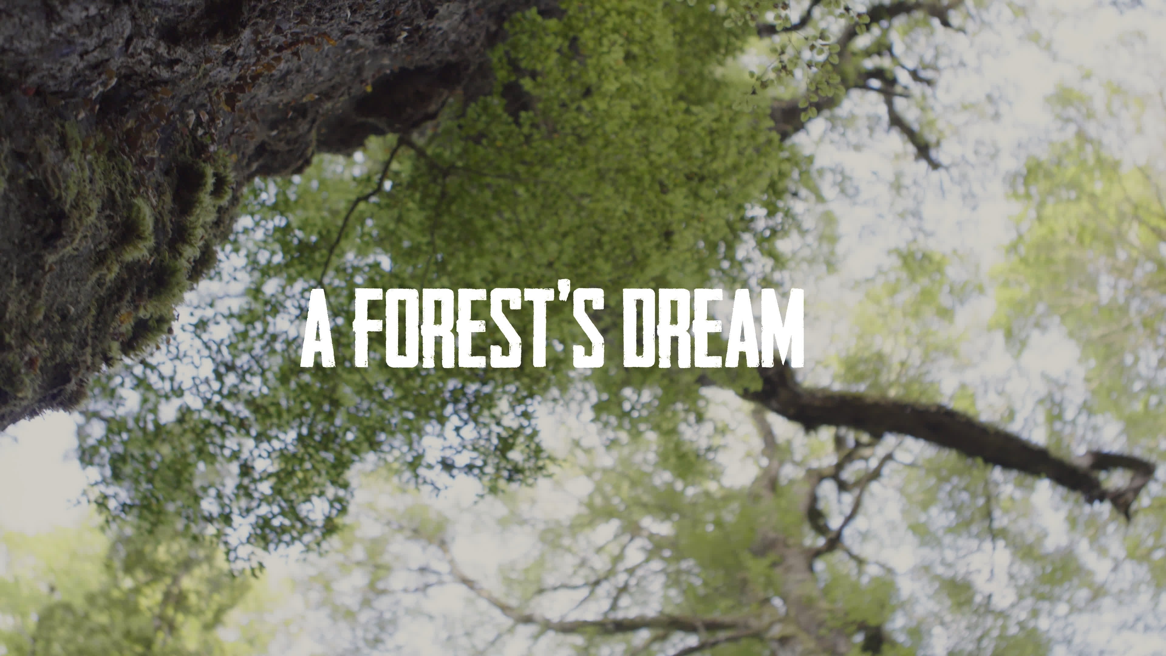 A Forest's Dream (2021)
