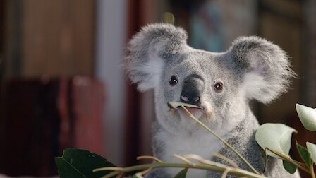 Izzy's Koala World