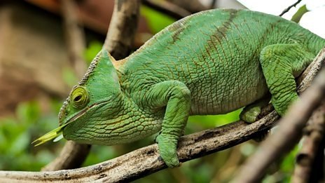 Thumbnail for Komodo and Chameleon Season 1 Episode 3