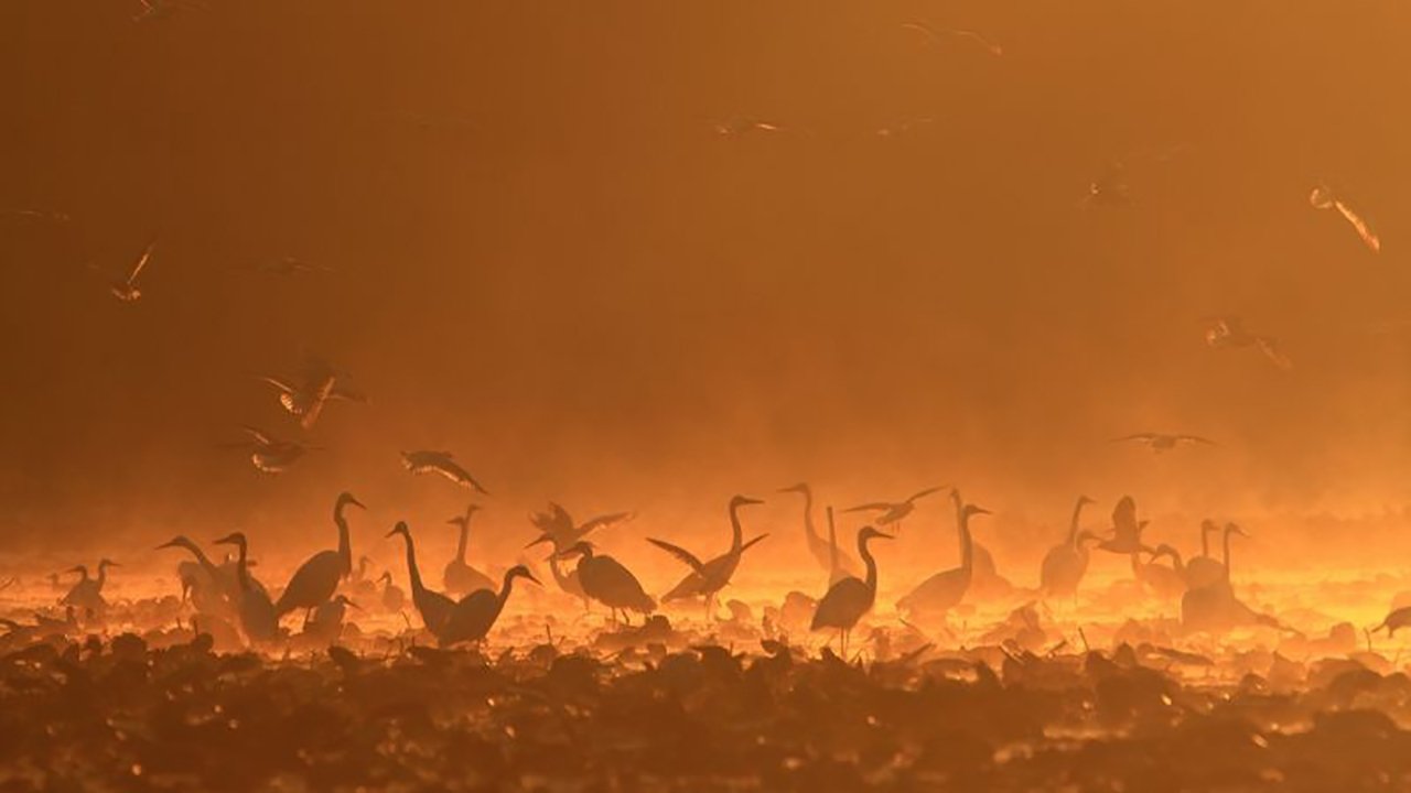 Gemenc – The World of Floodplains