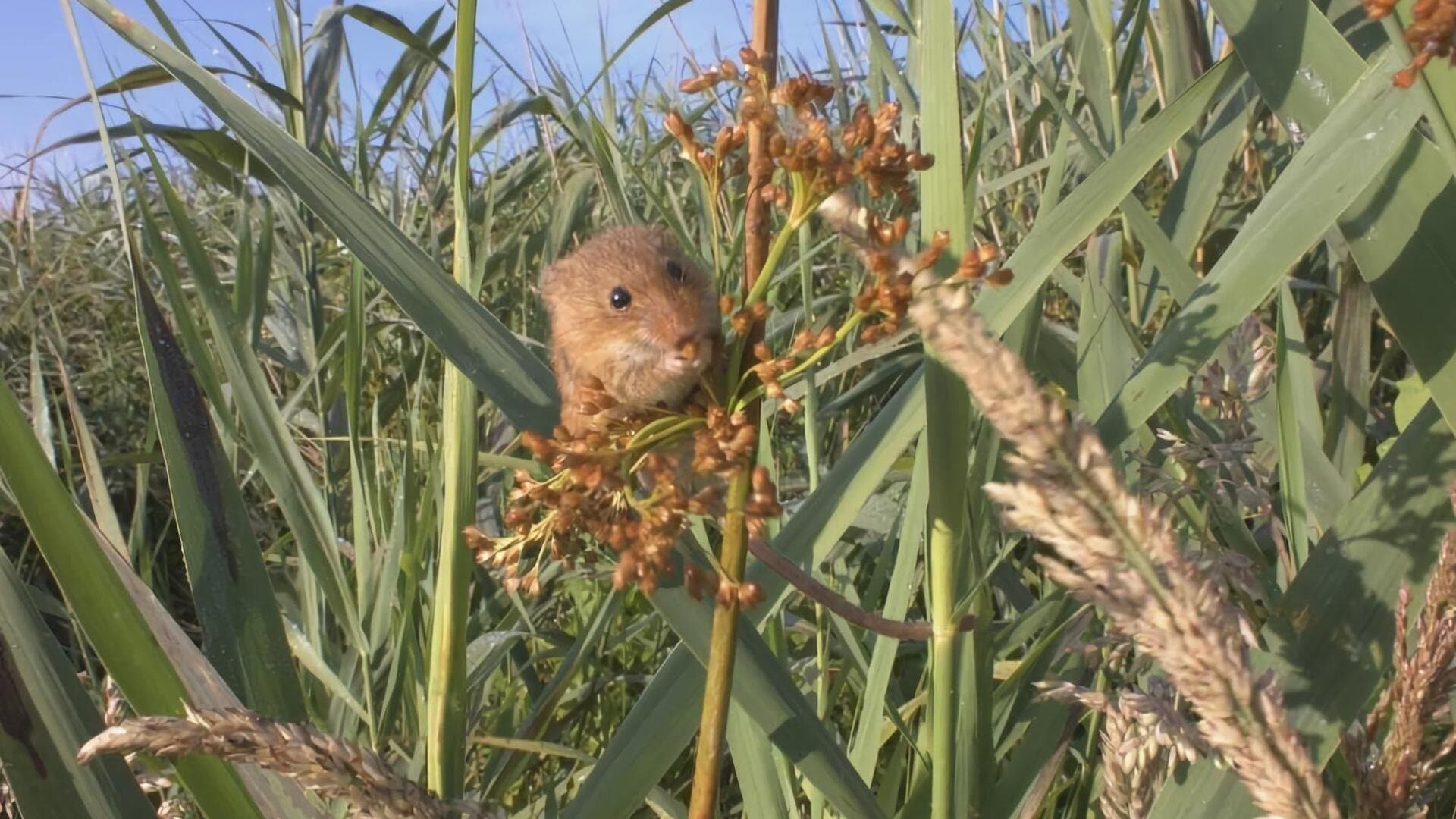 The Harvest Mouse: Grassland Acrobat backdrop