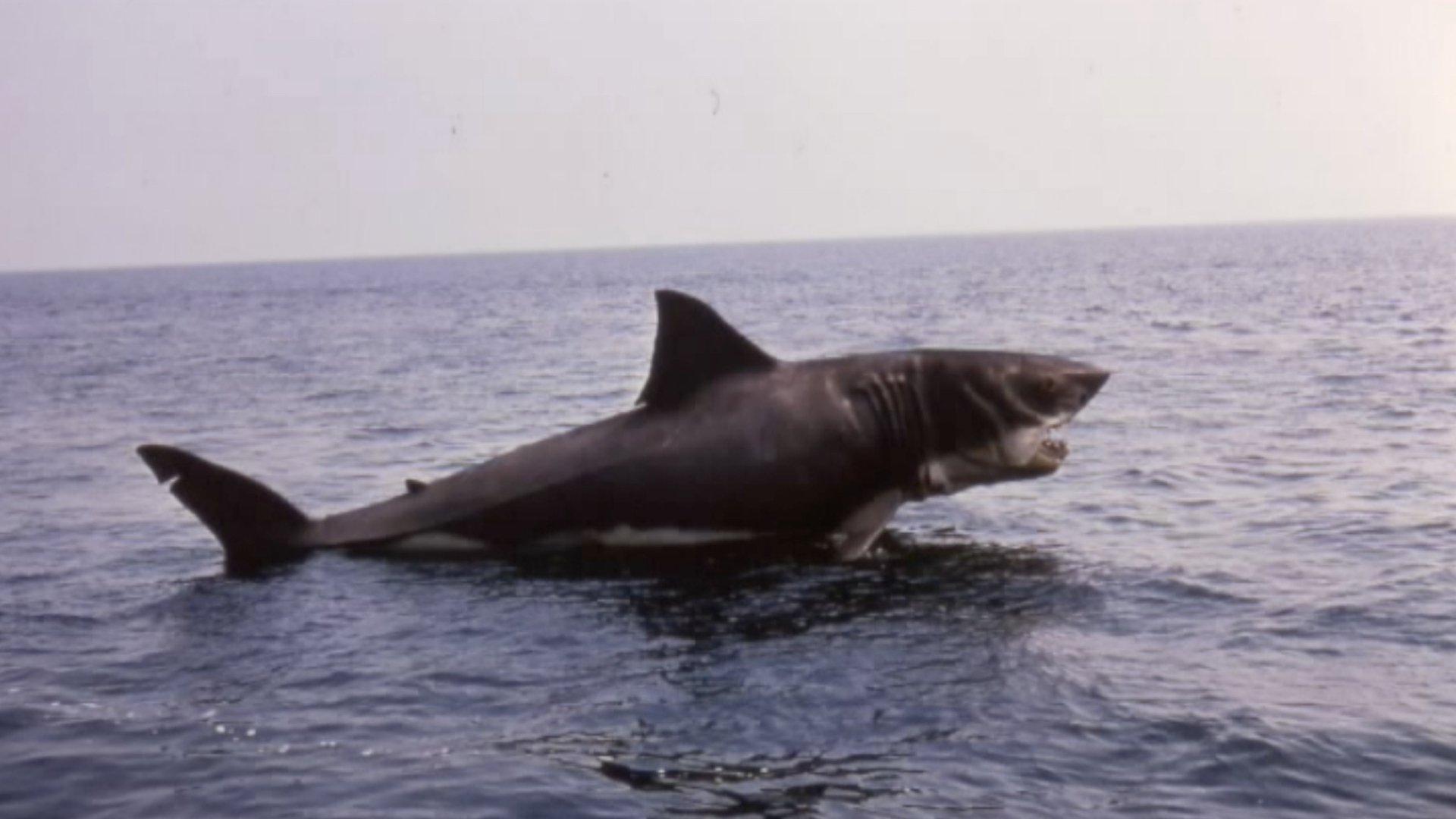 Imagem do Filme Inside Jaws