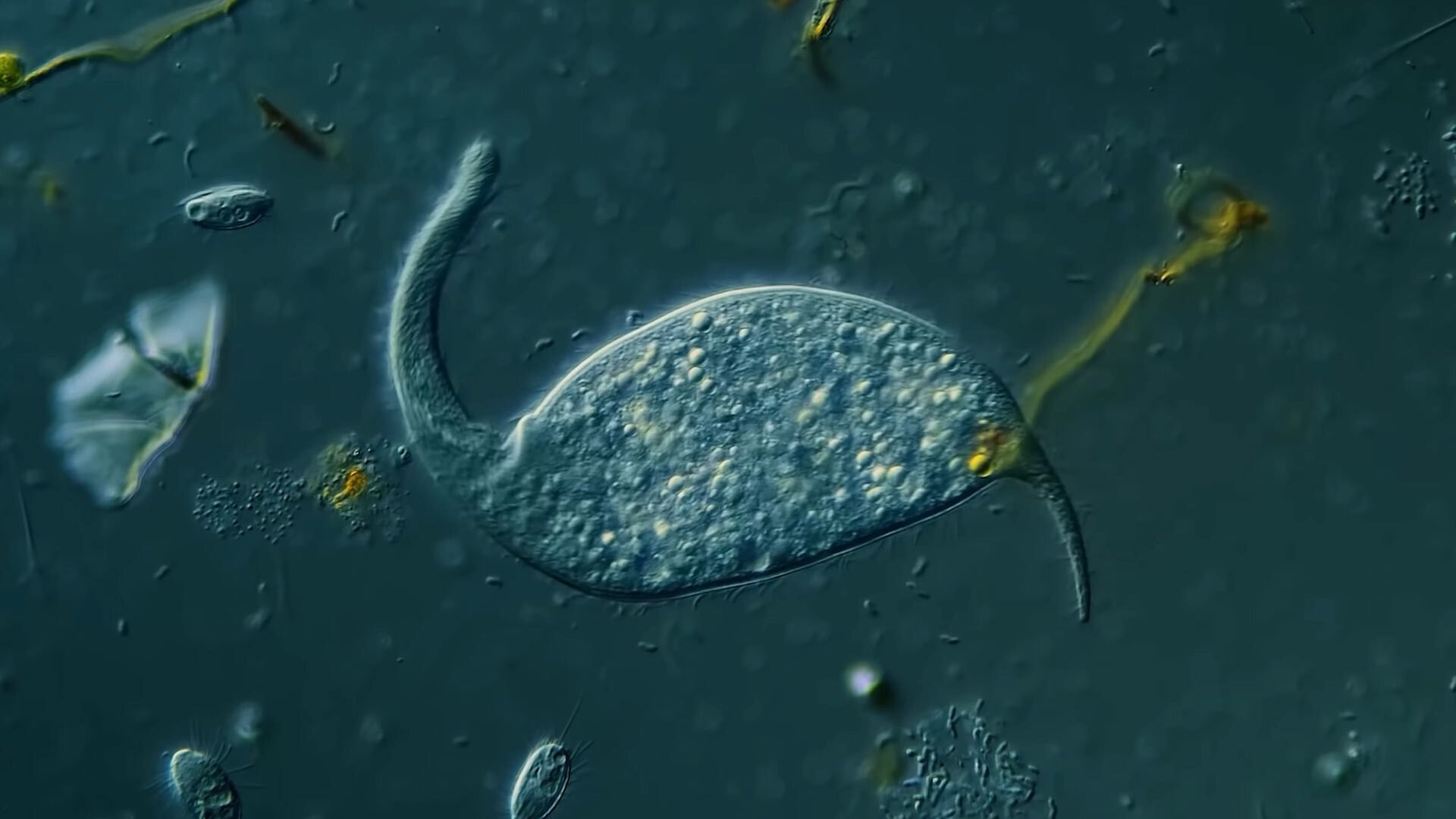 Journey to the Microcosmos